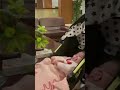 الشيخ حسين الاكرف ينشد لطفله هدئي روع النفوس وامسحي فوق الرؤوس لكنها بكت عندما وصل لذكر محسن الزهراء الشيخ حسين الاكرف ينشد لطفله هدئي روع النفوس وامسحي فوق الرؤوس لكنها بكت عندما وصل لذكر محسن الزهراء