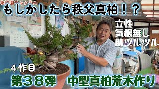 チャリティー出品　見る角度で姿を変える小品盆栽　糸井川真柏　作品名【変幻龍】 盆栽】第38弾 中型真柏の荒木作り4作目【もしかしたら秩父真柏