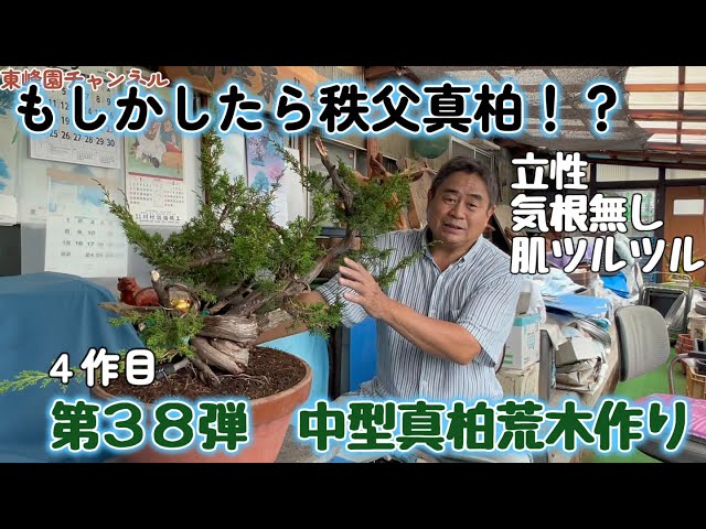 盆栽】第38弾 中型真柏の荒木作り4作目【もしかしたら秩父真柏
