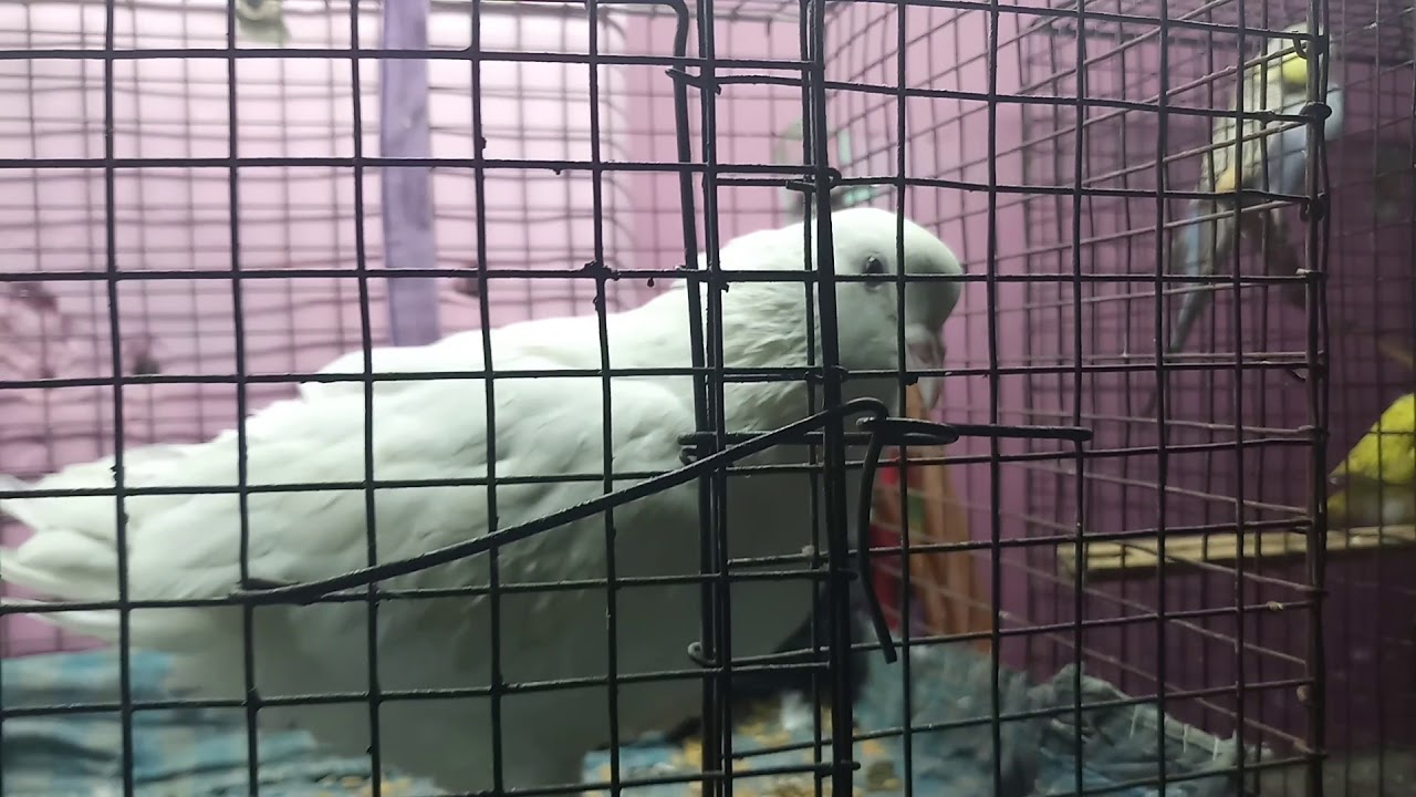 All my birds at night 