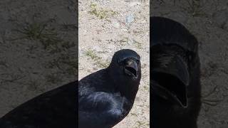 Have you got a problem. #Crow #birds #wildlife #stokeontrent