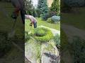 Топіарна стрижка ялівець Олд Голд. #garden #niwaki #дача #сад