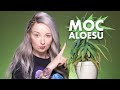 ALOES 🌵 10 powodów dla których warto go mieć!