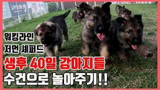 워킹라인 저먼 셰퍼드 생후 40일 셰퍼드 강아지들과 수건으로 놀이를 해봅니다~!! Germanshepherd working blood Puppy!