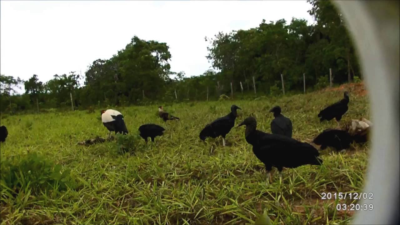 Frogs; Birds of Bolivia: the vulture restaurant
