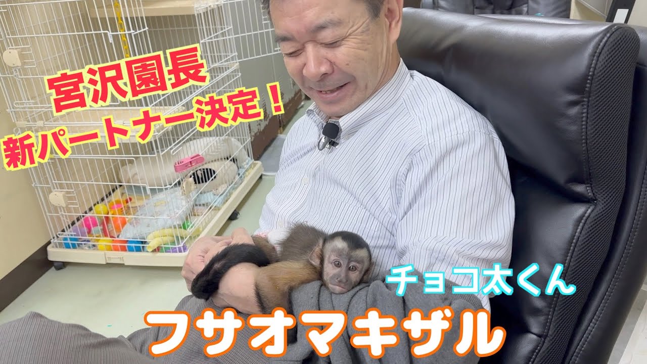 宮沢園長の新パートナーフサオマキザル【チョコ太くん】めちゃカワ成長 宮沢園長の新パートナーフサオマキザル【チョコ太くん】めちゃカワ成長