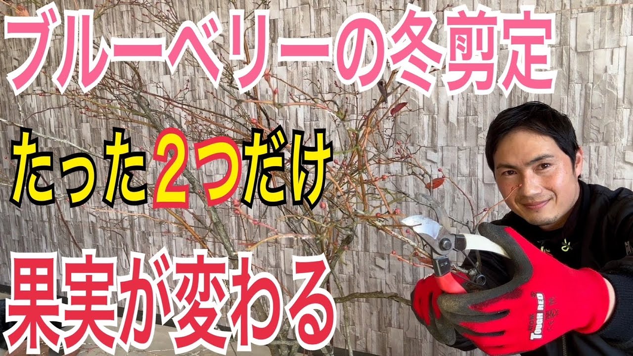 【３年生以上のブルーベリー】果実が激変する冬剪定を紹介します！【園芸】【ガーデニング】