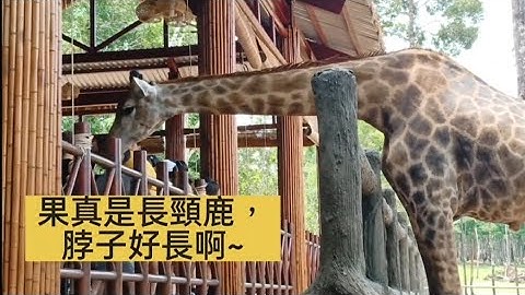🥳占卜師富國島動物園之旅~素食懶人包，住宿，美食，旅遊攻略~詳細的價錢在說明欄