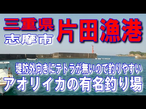 #9三重県片田漁港車横付け釣りに良し波止が低いのでファミリー家族サビキ釣りに良しイカのスミ跡が沢山堤防外向きにテトラポットが無いので釣りやすい