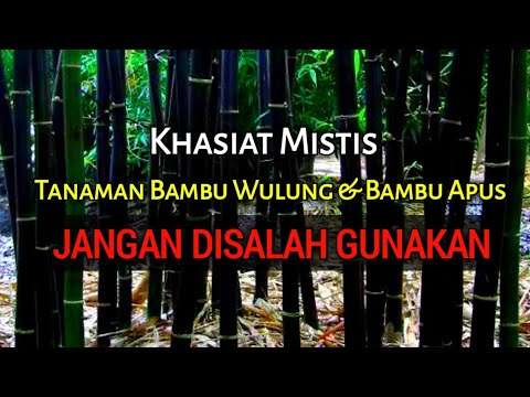 Video: Zona 6 Varietas Bambu: Memilih Tanaman Bambu Untuk Zona 6