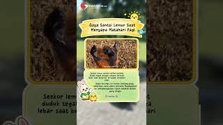 Gaya Santai Lemur Saat Menyapa Matahari Pagi shorts animals animallovers wildlife wildanimals