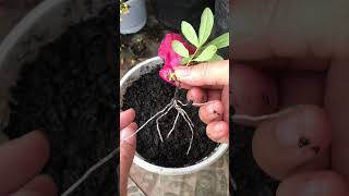 Azalea branches can also take root extremely quickly