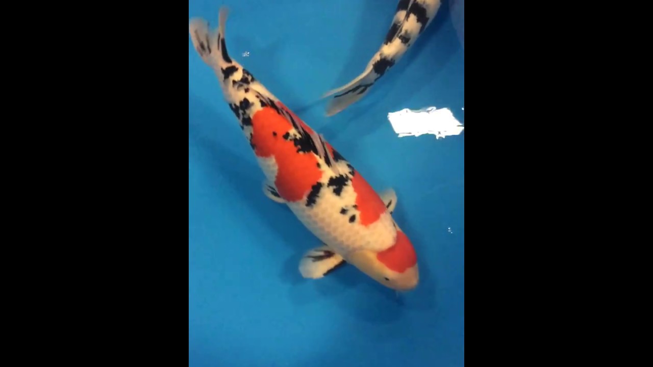 2018 San Diego Koi Show Reserve Champion YouTube