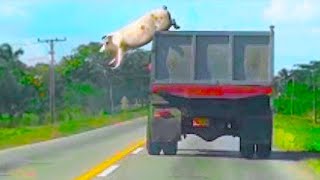 Animals Moments You Wouldn’t Believe If Not Filmed