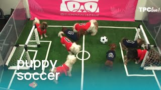 TPC Live! Puppies Play Soccer (Pup Cup 2019) | The Pet Collective