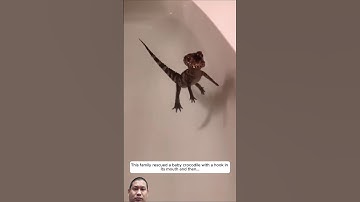 This family rescued a baby crocodile with a hook in its mouth and then! 🐊 #animals #respect #funny