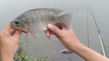 Chia sẻ địa điểm câu cá tự nhiên lý tưởng ở Cần Thơ cá rất là nhiều