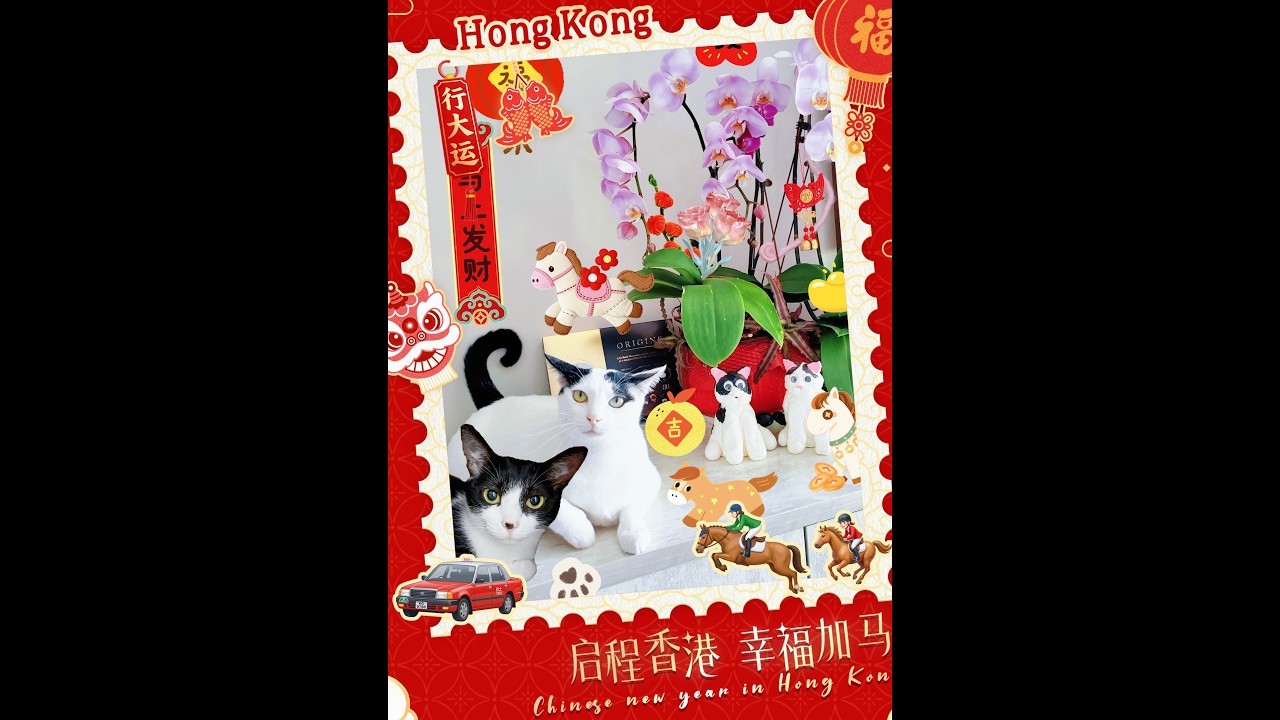 ［我的二貓］二貓2026年2月美美照片集｜