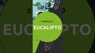 QUANDO O EUCALIPTO VEIO PARA O BRASIL?