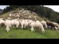 1000 Sheep in Andorra