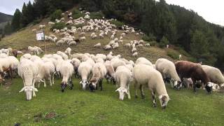 1000 Sheep in Andorra