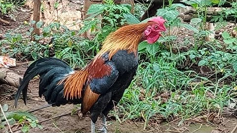 qaib dib zoo nraug thiab qua zoo 2019