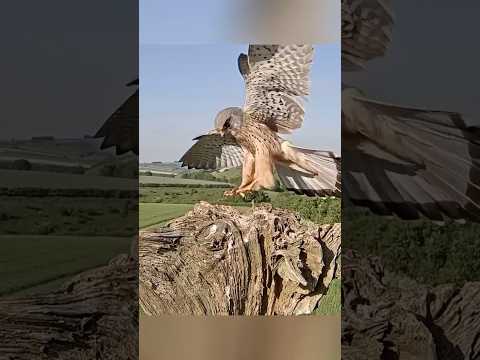 Жестокая месть в мире птиц! 🦅🔥