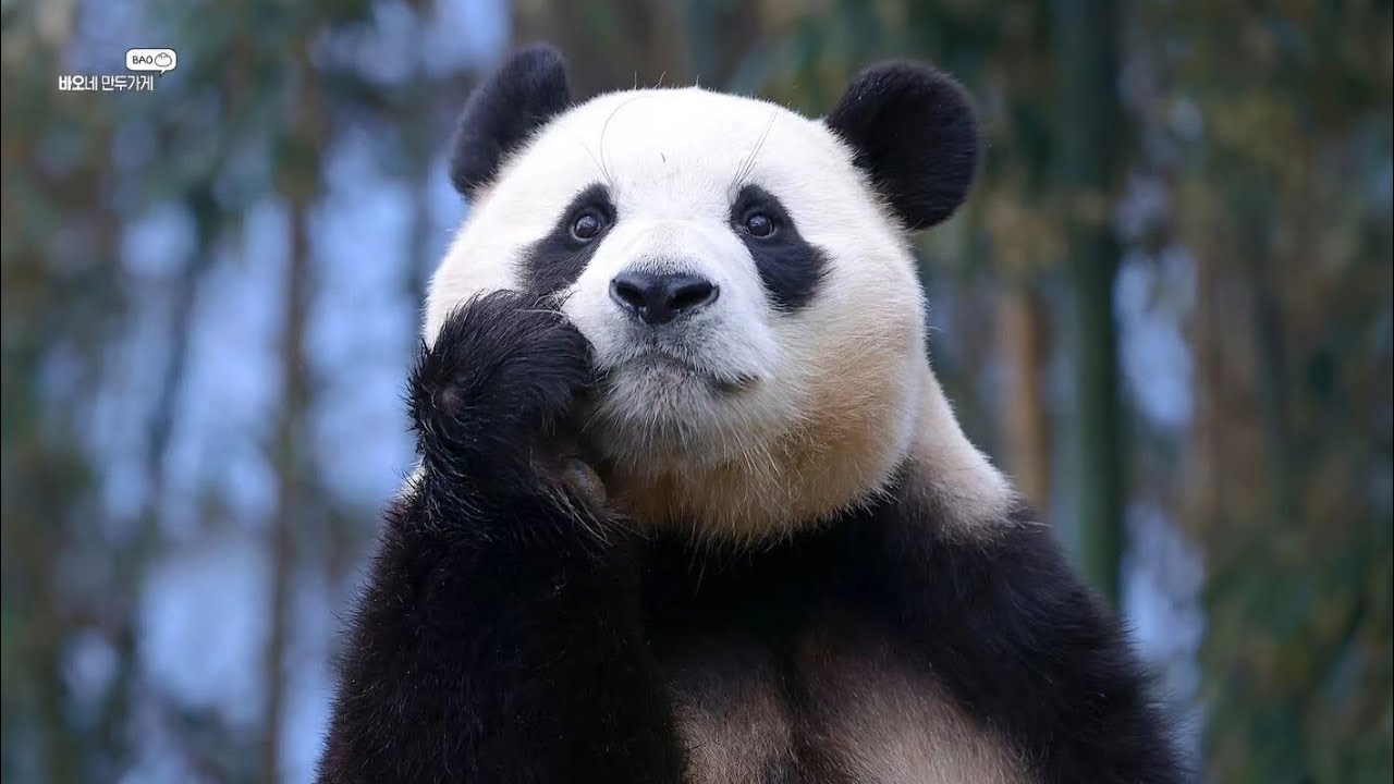 福寶-遇見你是奇蹟（福寶主題曲）