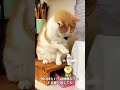 給水職人の子猫：もはやペット界の「神業」レベル