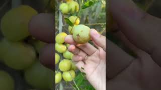 Download Lagu Inovasi cerdas panen buah lengkap di hutan yang sangat memuaskan #shorts MP3 Download Lagu Inovasi cerdas panen buah lengkap di hutan yang sangat memuaskan #shorts MP3