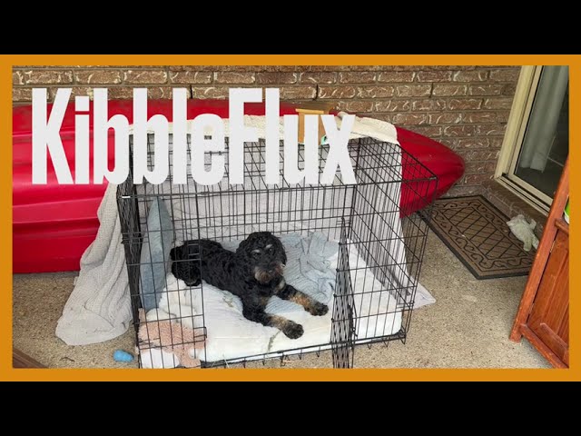 From Anxious to Zen: Ox Waits Calmly for His KibbleFlux Pellets 😇🐾