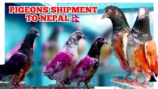 Pigeons Shipment Dubai To Nepateddy Pigeons Shipment To Nepal Ajman Pigeon Club