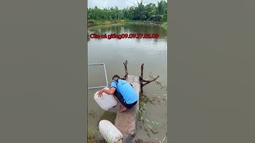 Cá trê vàng rặc giống. Cá trê giống #cá_giống #trại_cá_giống_út_me #cá_giống  #ca #fish 0909770509