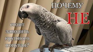 ПОЧЕМУ НЕ СТОИТ ЗАВОДИТЬ КРУПНОГО ПОПУГАЯ? ❌| Жако Арчи