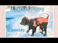 Lagotto puppy 8 months old playing around in the snow december 2022