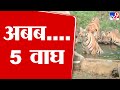 Gondia Tiger | नवेगाव नागझिरा व्याघ्र प्रकल्पात पाण्याच्या हौदाजवळ तब्बल 5 वाघांचं दर्शन