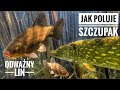 JAK POLUJE SZCZUPAK | ODWAŻNY LIN POD WODĄ | PODWODNY ŚWIAT RYBY | PIKE TENCH UNDERWATER