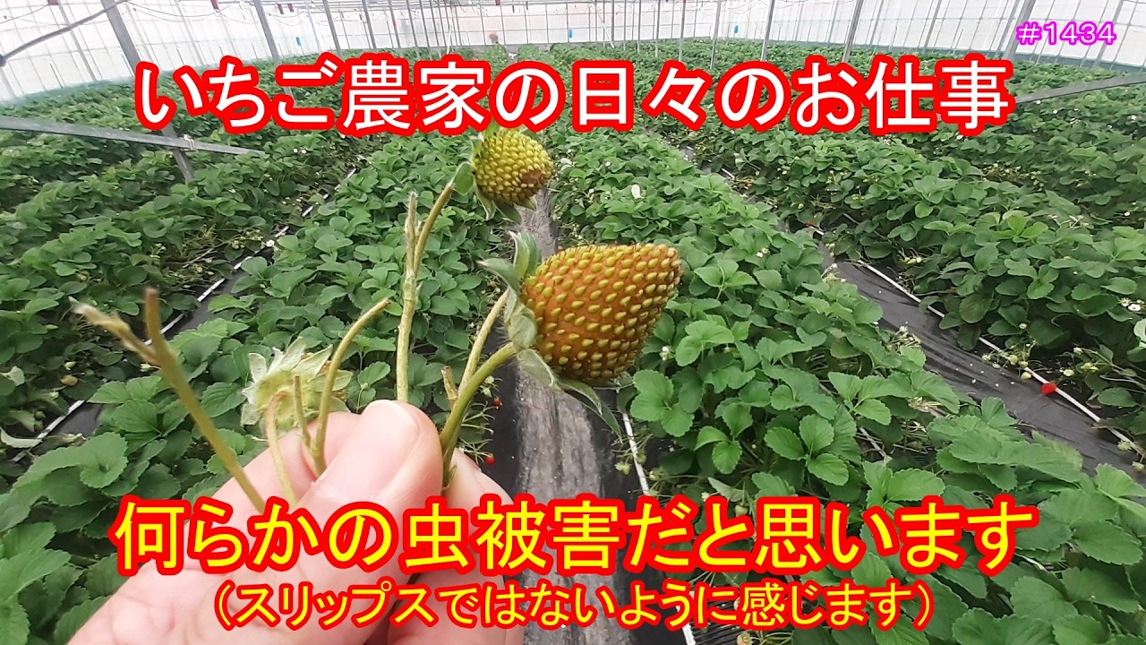 何らかの虫被害だと思います（スリップスではないように感じます）　いちご農家の日々のお仕事　＃１４３４