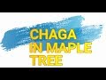 Chaga in a Maple Tree