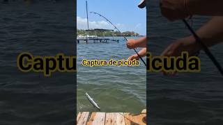 pescando desde muelle !pescando desde de orilla ! captura barracuda #shorts #fish #barracudas