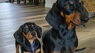 SWEET MOMENTS WITH DACHSHUND MOM AND DAUGHTER 💖