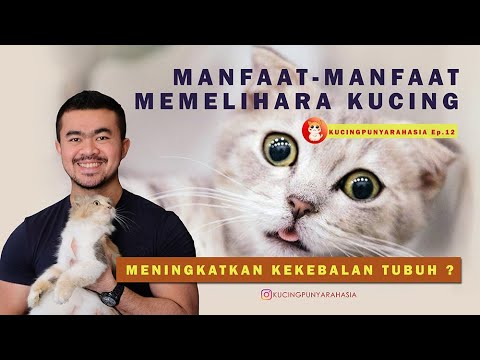 Video: 12 Alasan Memelihara Kucing