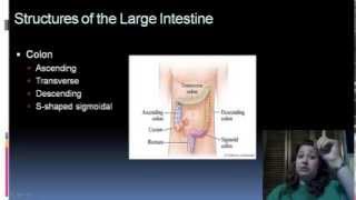 Digestive System Part 2