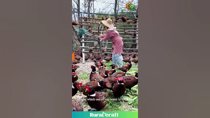 PHEASANT CHAOS! Trying to Catch ONE in a Massive Flock! Will She FAIL?! #pheasant #fail #omg #birds