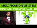 48.Types of stem modification in plants, Morphology of flowering plant, Class 11 NEET 🌻