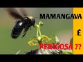 ABELHA MAMANGAVA E SEU PAPEL NA NATUREZA ( abelhas solitárias)