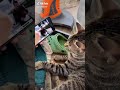 Cat Reacting To Levan Polkka Cat Vibing Music