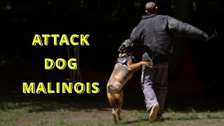 Belgian Malinois for Military Service  Malinois Dog Training