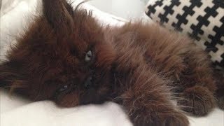 Все воротили нос от этого котёнка. Но только посмотрите, во что он вырос! Все воротили нос от этого котёнка. Но только посмотрите, во что он вырос!