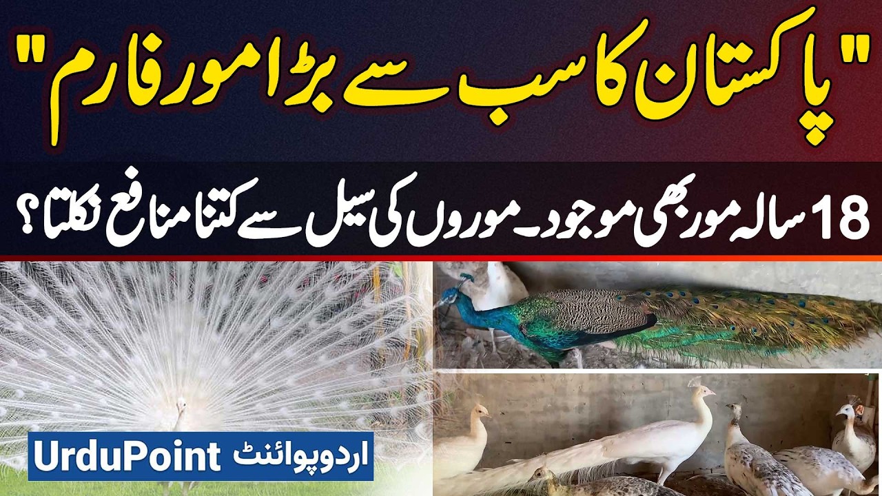 Pakistan's Largest Peacock Farm – 18 Year Old Peacocks Here! How Much Profit Comes From Peacock?